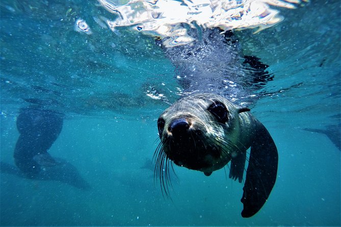 Swim with Seals - How the 90-minute schedule works