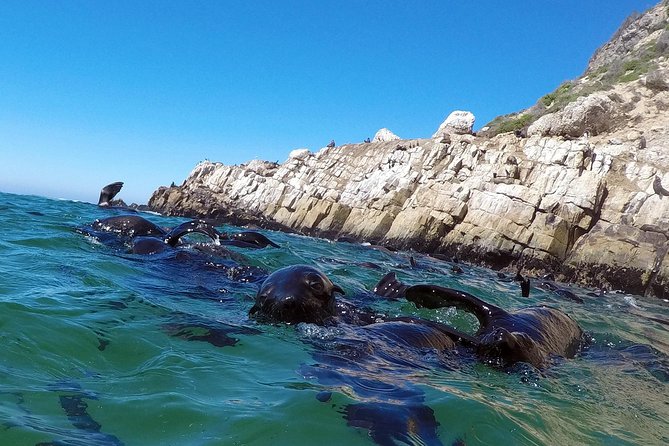 Swim with Seals - Is the $51.47 price good value?