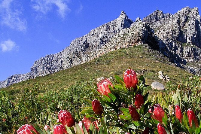 Table Mountain and Cape Town City Half-Day Trip - The Castle of Good Hope adds Cape Town’s colonial past