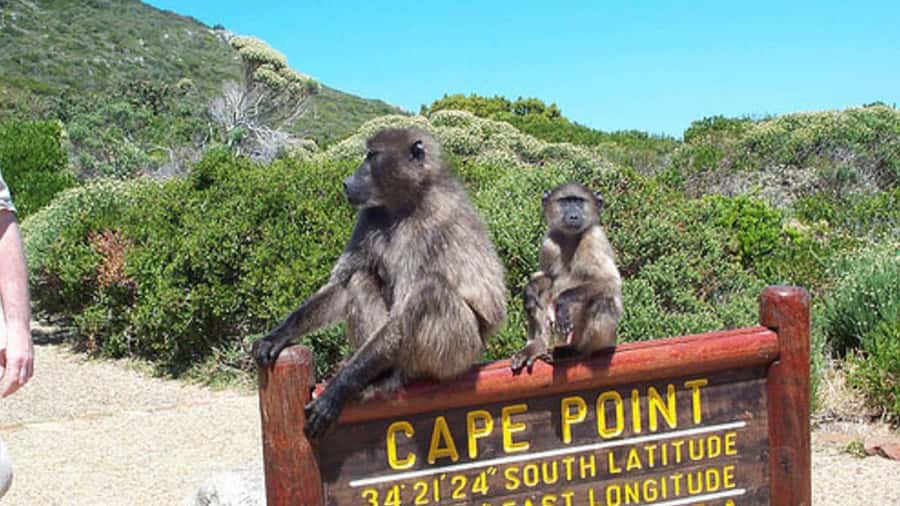 Table Mountain, Cape of Good Hope & Penguins Shared Tour - Chapman’s Peak Drive: the road becomes part of the attraction