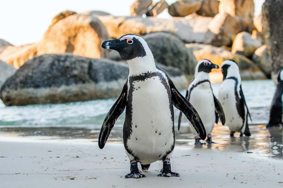 Table Mountain, Cape of Good Hope & Penguins Shared Tour - Bo Kaap closes the day with color and Cape Malay culture