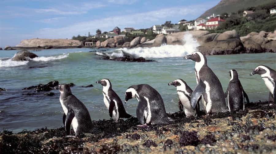 Table Mountain, Cape of Good Hope & Penguins Shared Tour - Timing, comfort, and the shared-tour trade-off