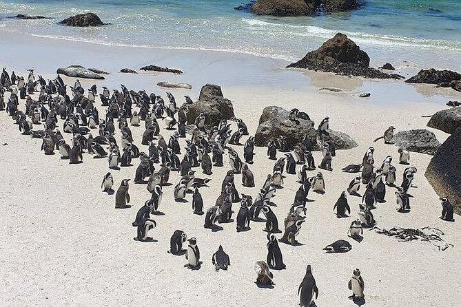 Table Mountain, Cape Point & Penguin Beach ENTRANCE INCLUDED - Table Mountain and the rotating cable car