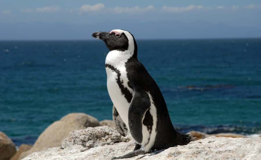 Table Mountain, Cape Point & Penguin Beach ENTRANCE INCLUDED - Weather, timing, and what to bring