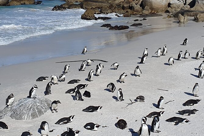 Table Mountain,Cape Point & Penguins Shared Tour, From Cape Town - Cape Point combines wildlife, cliffs, and old navigation history