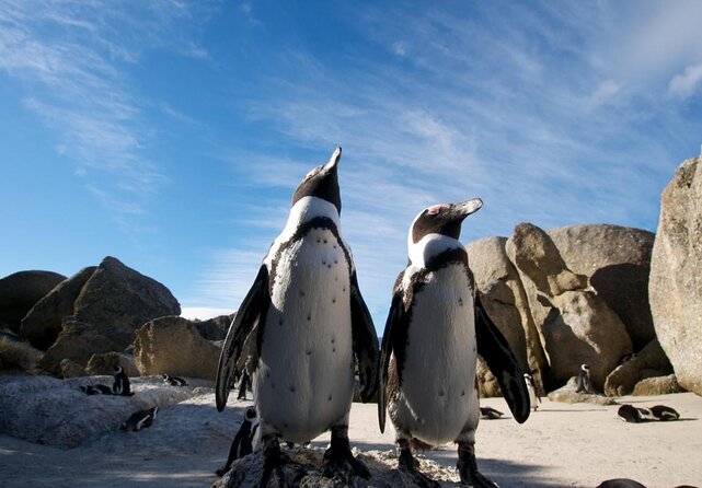 Table Mountain, Chapmans Peak Drive, Cape Point & Penguins - Key points to know before booking