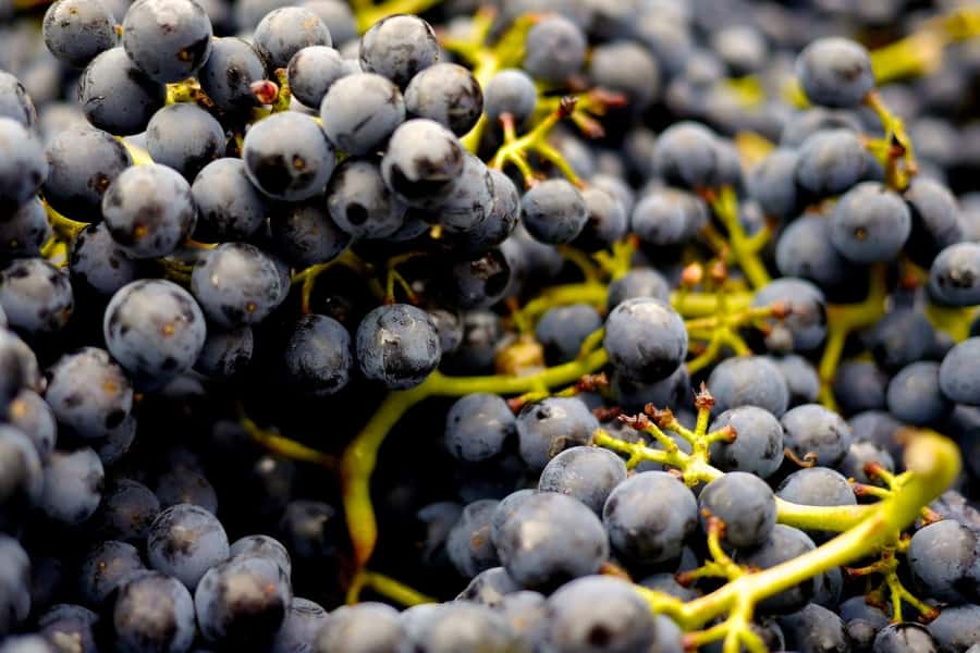 Table Mountain & Constantia Wine Estate Private Combo Tour - Groot Constantia and South Africa’s Oldest Wine Estate