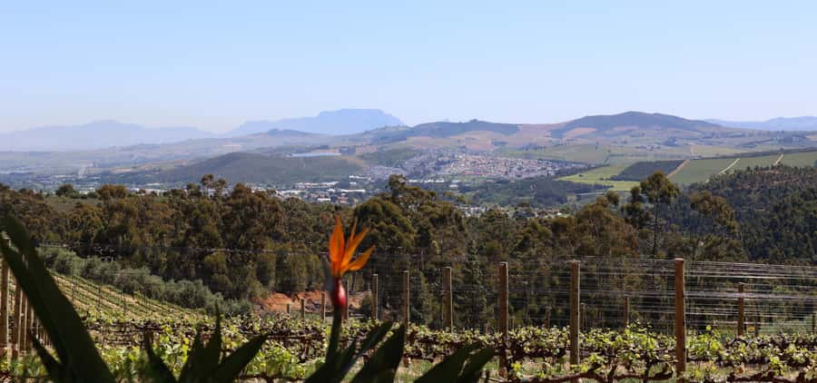 Table Mountain & Constantia Wine Estate Private Combo Tour - Steenberg and the Final Glass
