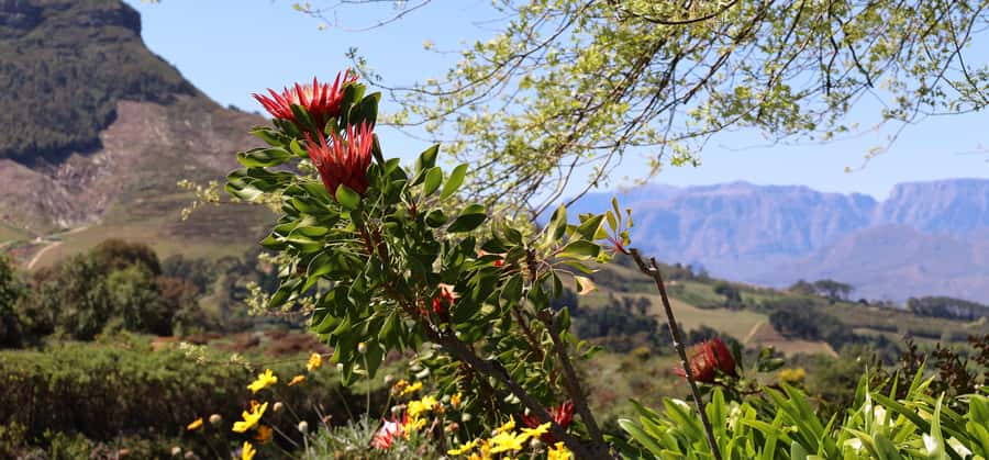 Table Mountain & Constantia Wine Estate Private Combo Tour - Who Will Get the Most from This Tour