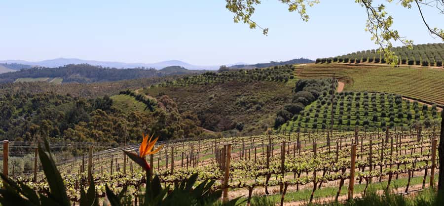 Table Mountain & Constantia Wine Estate Private Combo Tour - Practical Details Before You Reserve