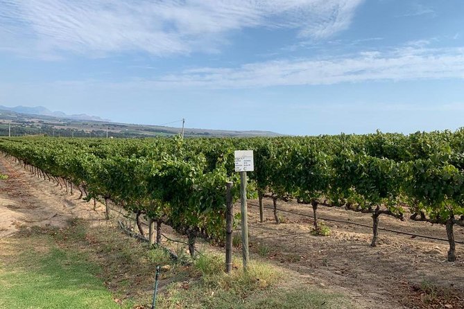 Table Mountain & Constantia Wine Tasting Full Day Tour. - Is $225.04 good value?