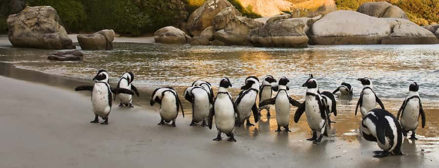 Table Mountain, Penguins & Cape of good hope full day Tour - Pickup across Cape Town