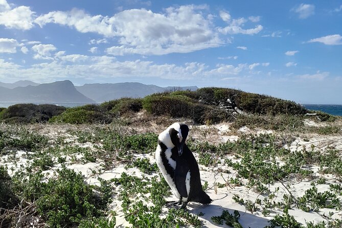 Table Mountain, Penguins & Cape of Good Hope Private Tour - Why this private Cape Peninsula day works