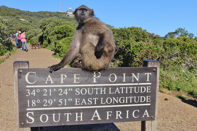 Table Mountain, Penguins & Cape Point Small Group Tour Cape Town - Why this route works for a first Cape Town visit
