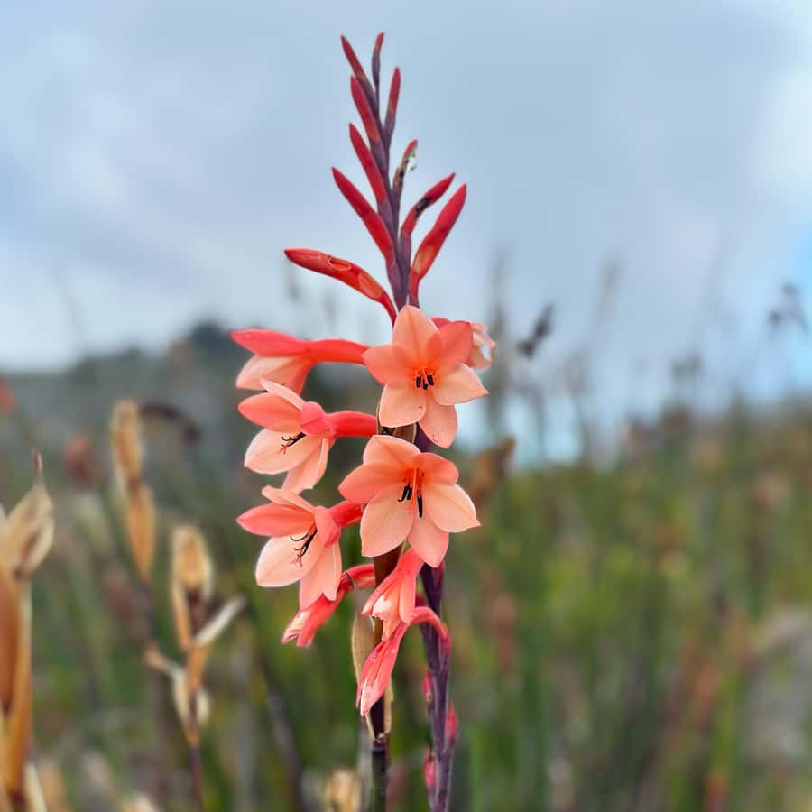 Table Mountain: Skeleton Gorge Hike - The Skeleton Gorge ladders