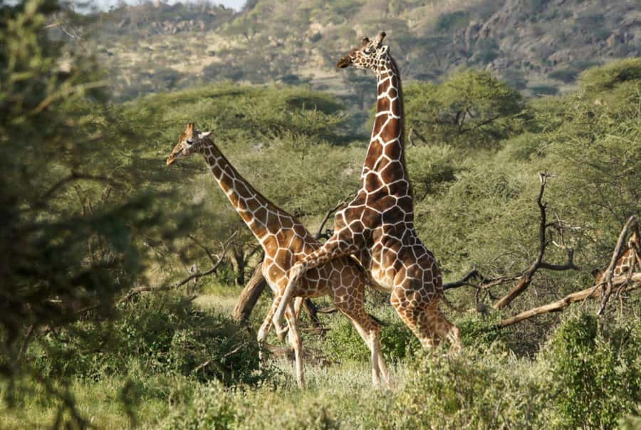 Tala Game Reserve & Natal Lion Park 1/2 Day Tour from Durban - Booking advice for a smoother morning