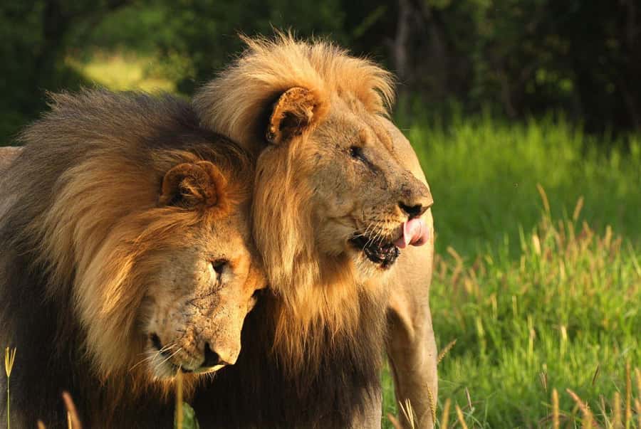 Tala Game Reserve & Natal Lion Park 1/2 Day Tour from Durban - Two KwaZulu-Natal parks in one morning