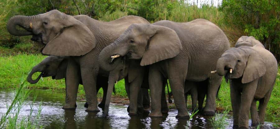 Tala Game Reserve & Natal Lion Park 1/2 Day Tour from Durban - Natal Lion Park and the closer animal encounters