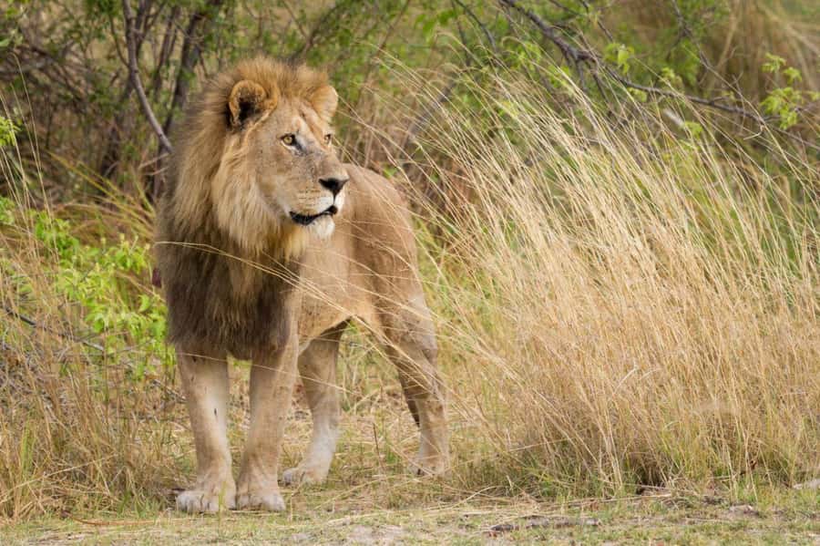 Tala Game Reserve & Natal Lion Park 1/2 Day Tour from Durban - What the guides add to the morning