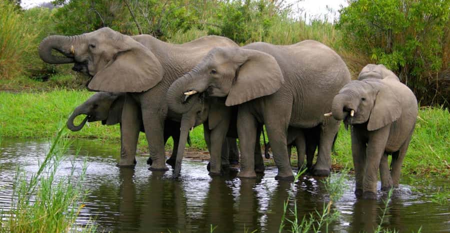 Tala Game Reserve & Natal Lion Park 1/2 Day Tour from Durban - Transport, pickup, and the half-day schedule