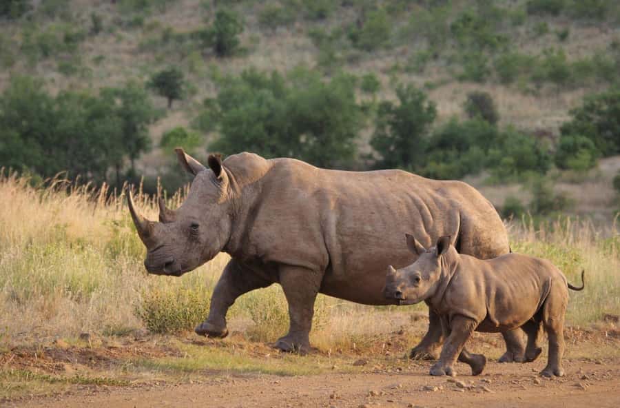 Tala Game Reserve & Natal Lion Park 1/2 Day Tour from Durban - Who will enjoy this tour most?