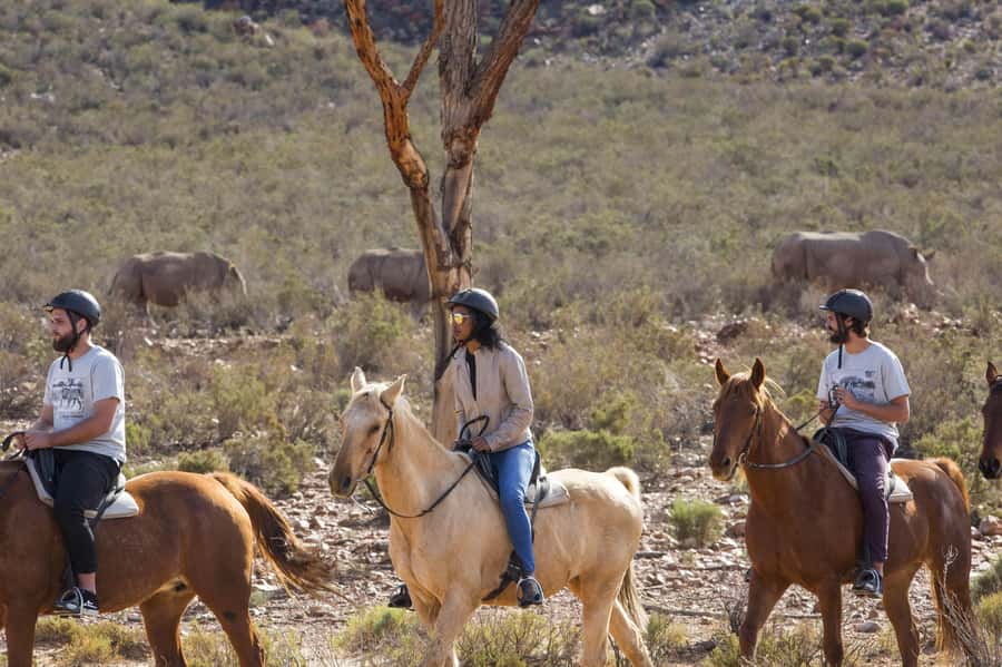 The Best Private Cape Town Safari Day Trip - Aquila Big 5 - Key Points at a Glance