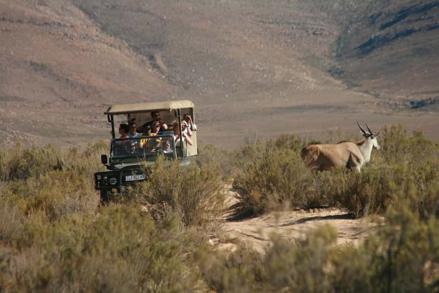 The Best Private Cape Town Safari Day Trip - Aquila Big 5 - Breakfast Before the Game Drive