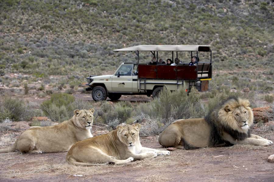 The Best Private Cape Town Safari Day Trip - Aquila Big 5 - The Return to Cape Town