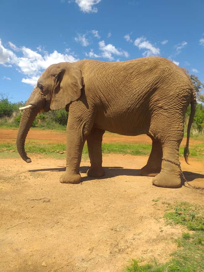 The Elephant and Monkey Sanctuary. - Key points to know before booking
