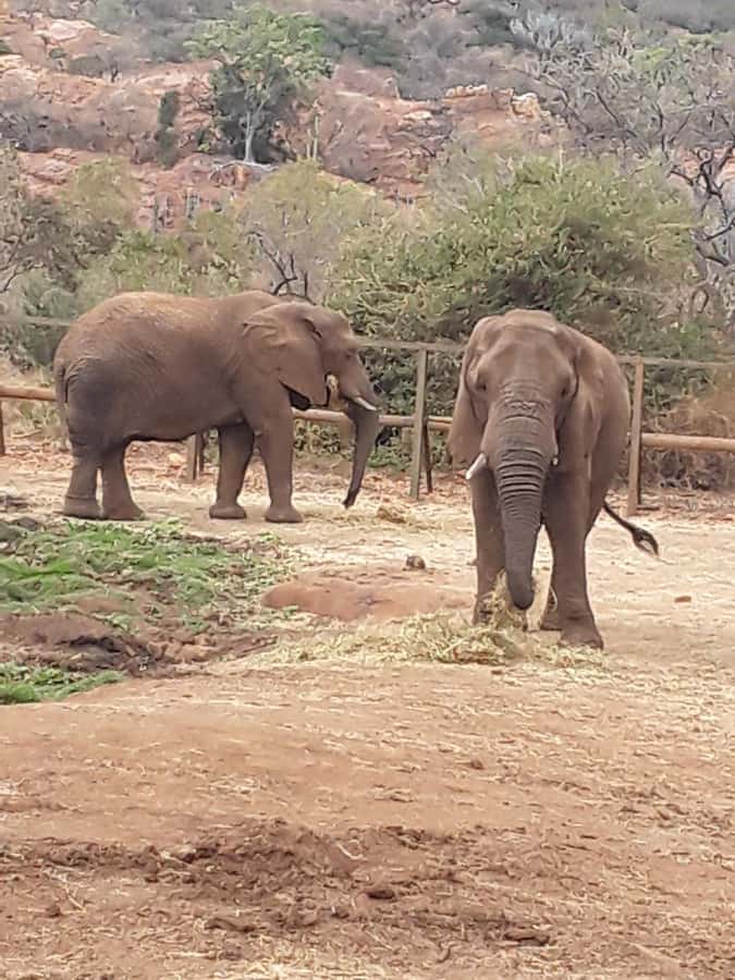 The Elephant and Monkey Sanctuary. - The elephant encounter is the heart of the day