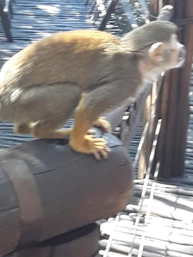 The Elephant and Monkey Sanctuary. - The drive gives the outing a wider South African setting