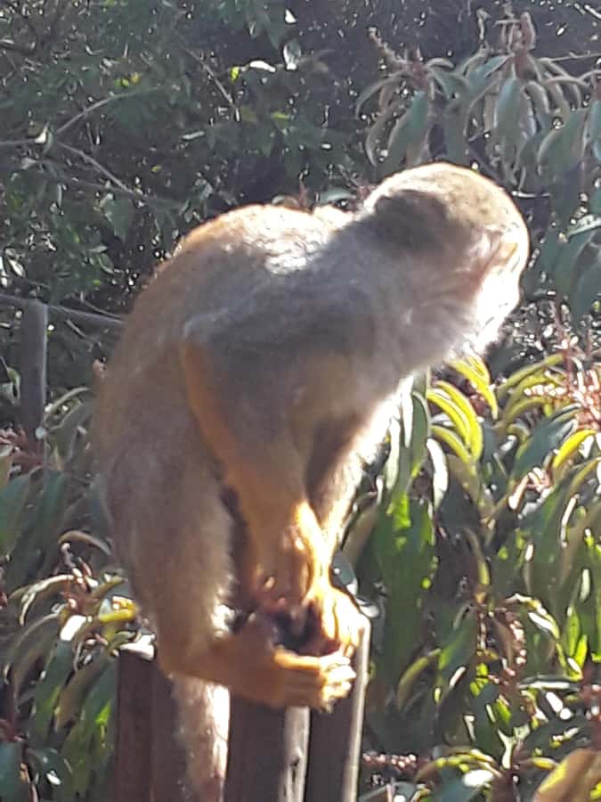 The Elephant and Monkey Sanctuary. - The price is reasonable only after you add the sanctuary fees