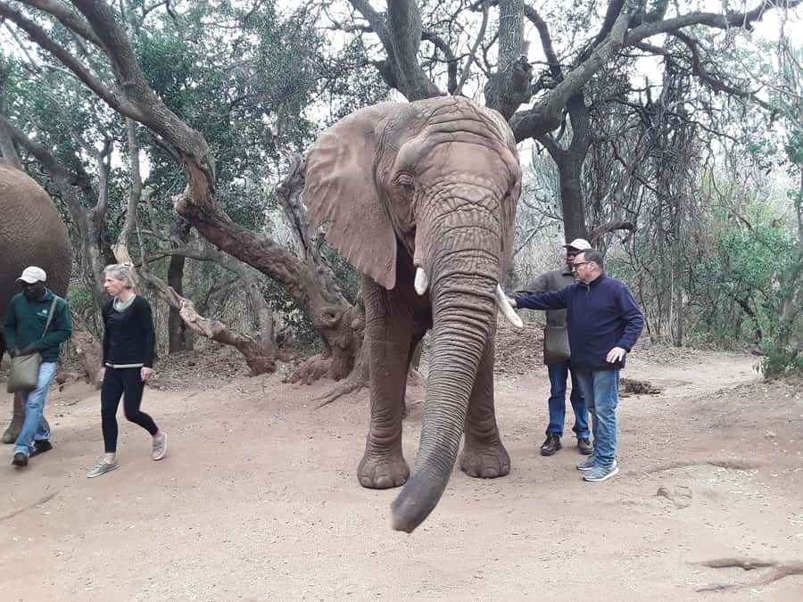 The Elephant and Monkey Sanctuary. - Why brushing and feeding matter