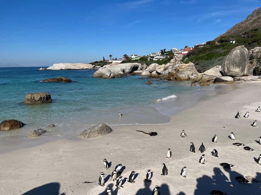 The Ultimate Cape of Good Hope Experience - Lunch in Simon’s Town
