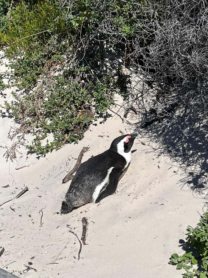 The Ultimate Cape of Good Hope Experience - Cape Point and the new lighthouse