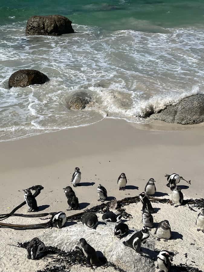 The Ultimate Cape of Good Hope Experience - Muizenberg’s famous beach huts
