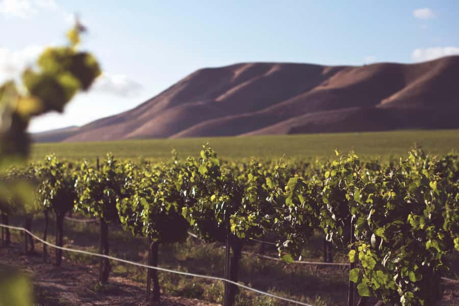 Tour the Winelands: Stellenbosch to Franschhoek - Fairview’s six wine and cheese pairings
