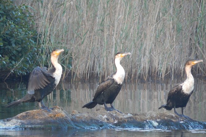 Touw River Boat Cruise - Wilderness National Park - Wetlands, reeds, and the first wildlife sightings
