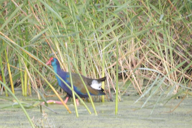 Touw River Boat Cruise - Wilderness National Park - The guides make the difference