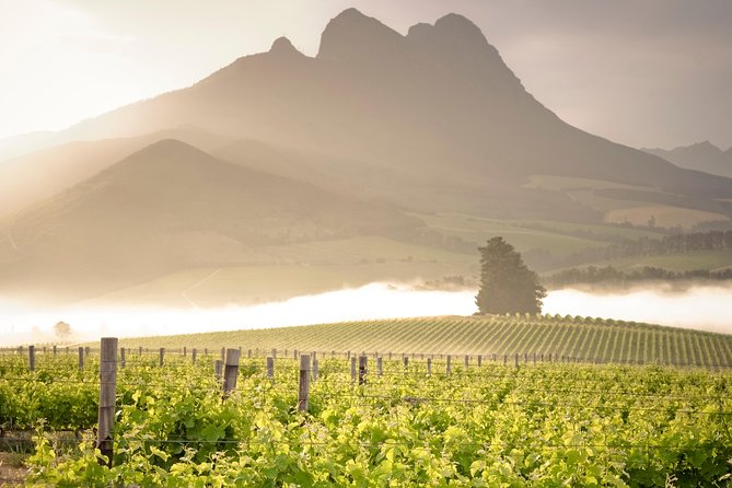 Vine Hopper: Hop-On Hop-Off Wine Tour - Northern Route - A full day among Stellenbosch’s northern estates