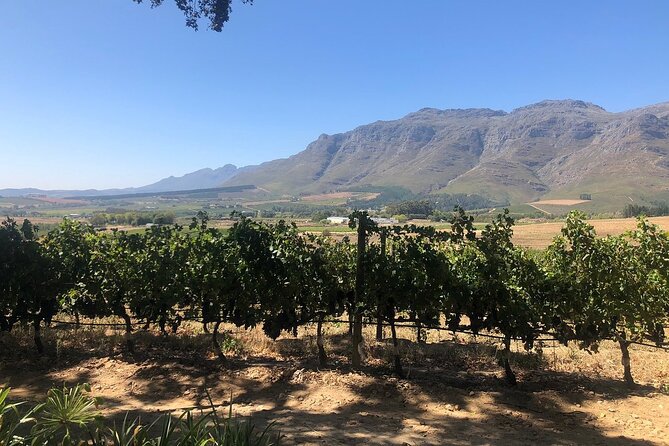 Vine Hopper: Hop-On Hop-Off Wine Tour - Northern Route - The drivers make the difference