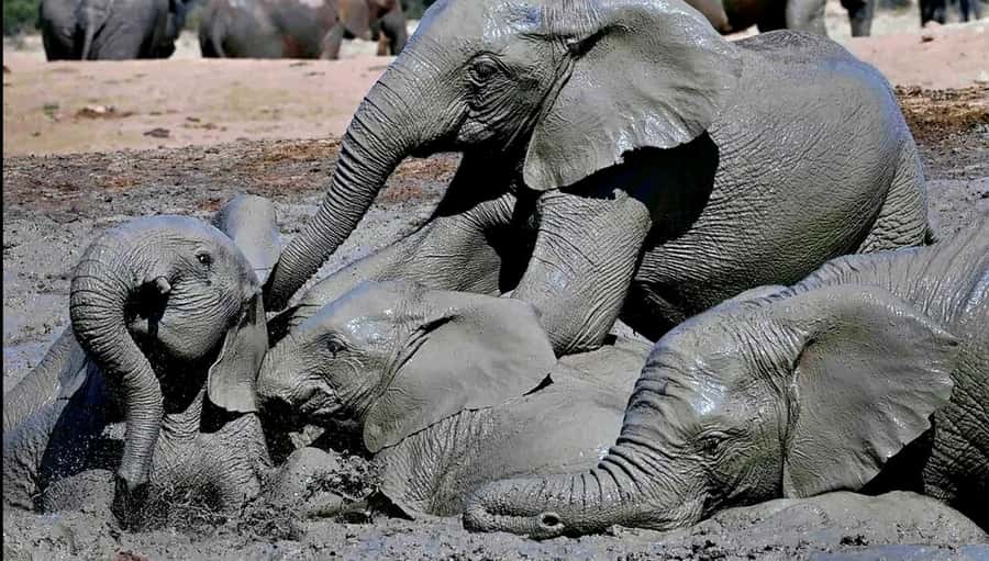 Visit Port Elizabeth :Addo Elephant Park Wildlife Safari - Key points to know before booking