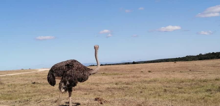 Visit Port Elizabeth :Addo Elephant Park Wildlife Safari - Booking flexibility and the final decision