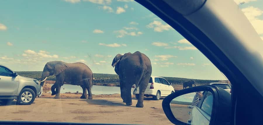 Visit Port Elizabeth :Addo Elephant Park Wildlife Safari - What the four-hour game drive is like