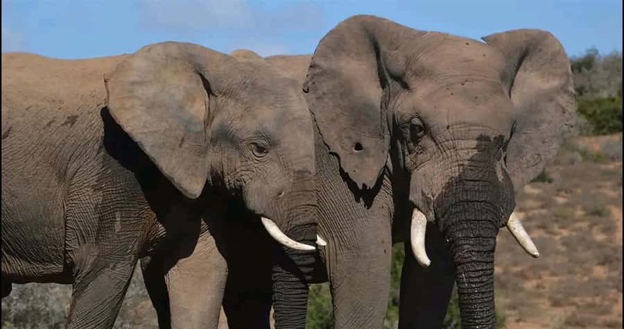 Visit Port Elizabeth :Addo Elephant Park Wildlife Safari - Elephants, lions, and the patience of wildlife watching