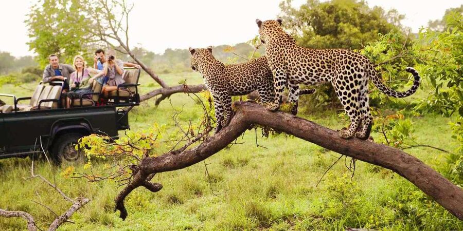 Visit Port Elizabeth :Addo Elephant Park Wildlife Safari - Photography, views, and simple preparation