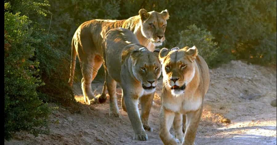 Visit Port Elizabeth :Addo Elephant Park Wildlife Safari - Who will get the most from this tour