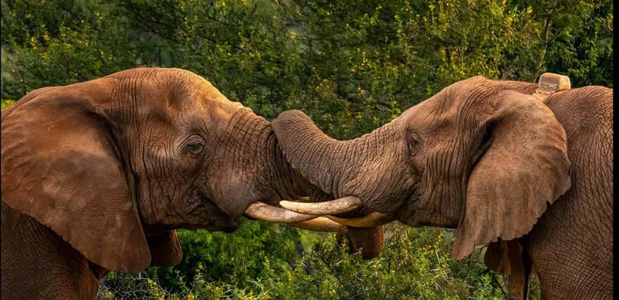 Visit Port Elizabeth :Addo Elephant Park Wildlife Safari - Pickup from Port Elizabeth and the road to Addo