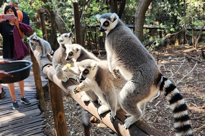 Walk with Elephants Experience plus Monkey Forest Walk - Should you book the monkey and elephant combination?