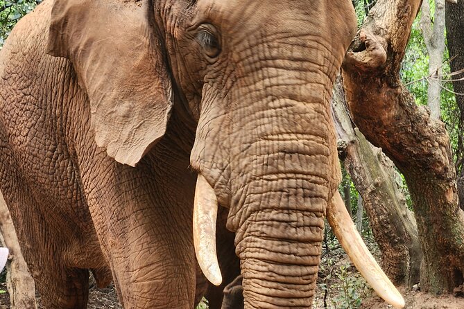 Walk with Elephants Experience plus Monkey Forest Walk - The six-hour schedule, from Pretoria to Hartbeespoort